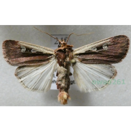 Ochropleura plecta (Linnaeus, 1761) Rolnica boćwinówka Czech24f